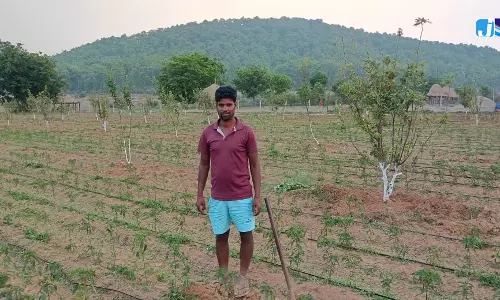 जशपुर के सेब से बदल रही किसानों की तकदीर