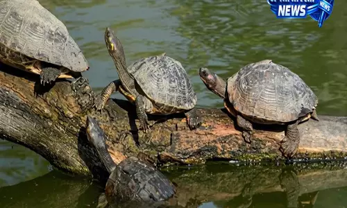 World Turtle Day: असम में 31 में से 21 कछुआ प्रजातियाँ, मंदिर तालाबों में संरक्षण प्रयास तेज़