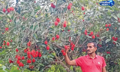 Kerala : कुट्टमस्सेरी के युवा किसान सिद्दीकी ने रामबुतान की 13 किस्मों की खेती से पेश की मिसाल Kerala : कुट्टमस्सेरी के युवा किसान सिद्दीकी ने रामबुतान की 13 किस्मों की खेती से पेश की मिसाल