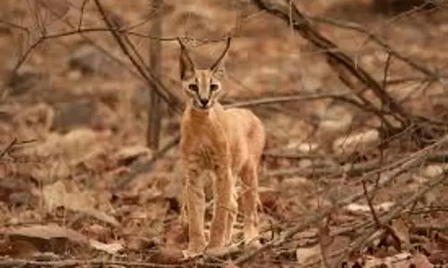 Jaipur: काराकल संरक्षण के लिए रणथम्भौर बना नई मुहिम का केंद्र