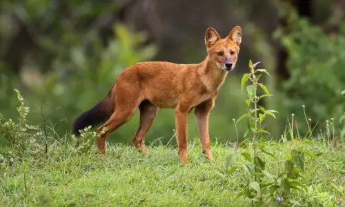 Kaziranga-कार्बी आंगलोंग में ढोल की वापसी, संरक्षण को बड़ी सफलता Kaziranga-कार्बी आंगलोंग में ढोल की वापसी, संरक्षण को बड़ी सफलता