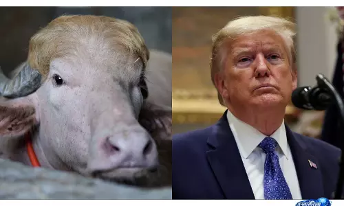 Donald Trump का हमशक्ल भैंस, ईरान ने वायरल तस्वीर से किया ट्रोल, बढ़ी हलचल Donald Trump का हमशक्ल भैंस, ईरान ने वायरल तस्वीर से किया ट्रोल, बढ़ी हलचल