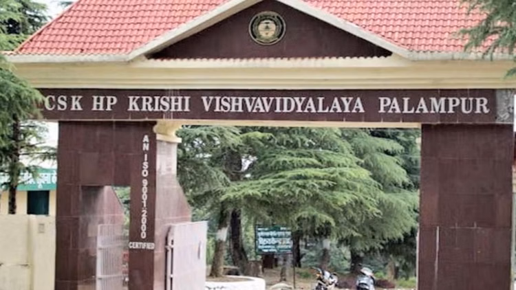 Dharamshala: पालमपुर कृषि विश्वविद्यालय को बड़ी शोध परियोजना की सौगात Dharamshala: पालमपुर कृषि विश्वविद्यालय को बड़ी शोध परियोजना की सौगात