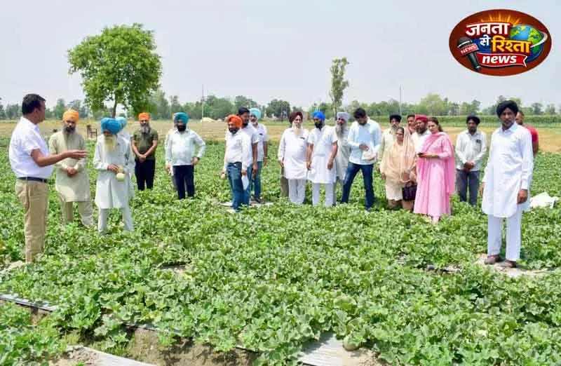 PAU ने पेश की खरबूजे की नई किस्म ‘Punjab अमृत’ PAU ने पेश की खरबूजे की नई किस्म ‘Punjab अमृत’