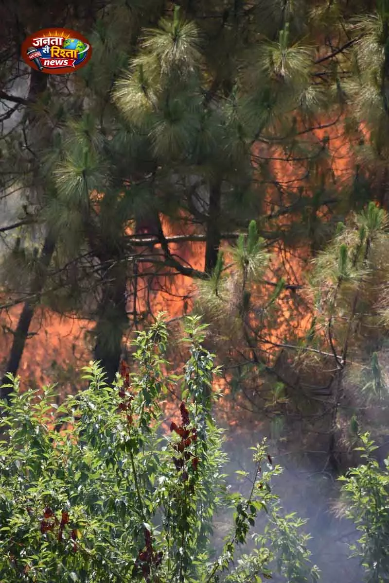 Palampur जंगल की आग से प्रभावित हो रही हिमालय की जैव विविधता Palampur जंगल की आग से प्रभावित हो रही हिमालय की जैव विविधता