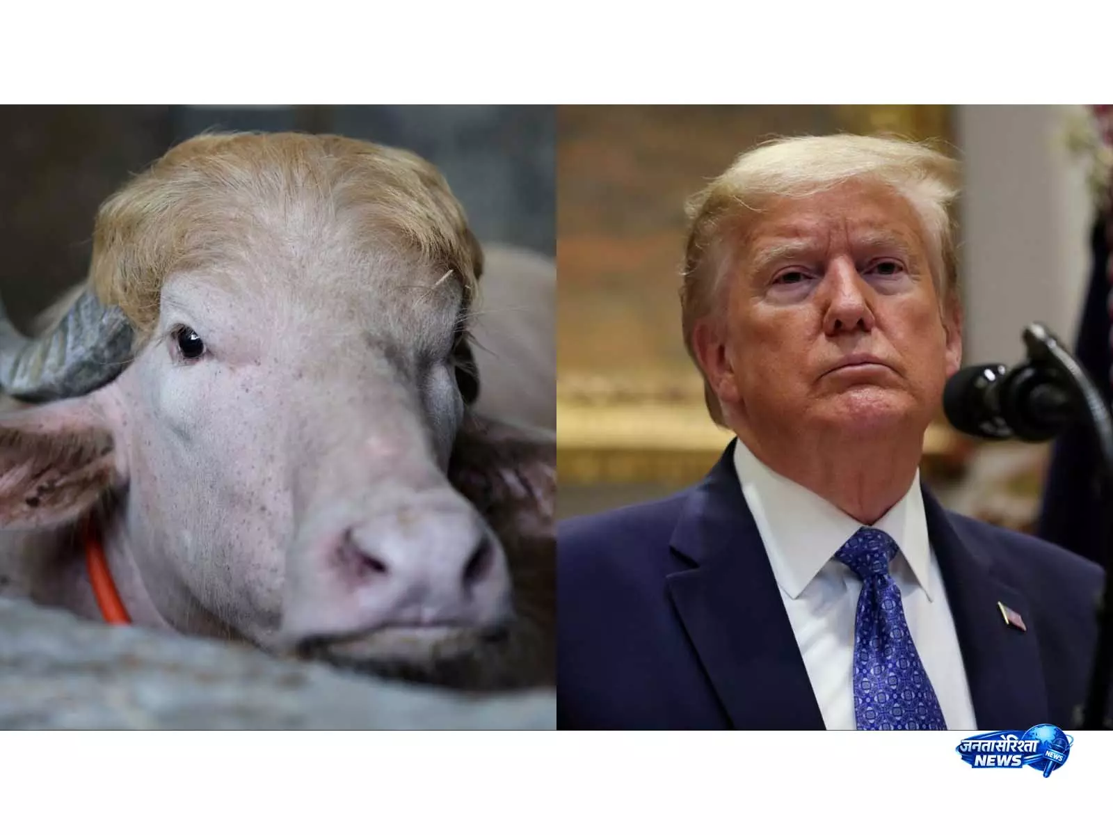 Donald Trump का हमशक्ल भैंस, ईरान ने वायरल तस्वीर से किया ट्रोल, बढ़ी हलचल Donald Trump का हमशक्ल भैंस, ईरान ने वायरल तस्वीर से किया ट्रोल, बढ़ी हलचल