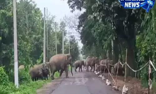 Assam में घटते जंगलों से बढ़ा मानव-हाथी संघर्ष Assam में घटते जंगलों से बढ़ा मानव-हाथी संघर्ष