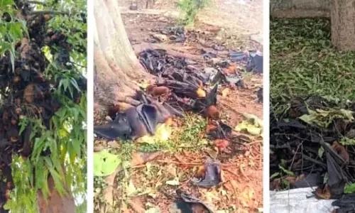 गर्मी से कई चमगादड़ों की मौत, हीट स्ट्रोक का खतरा बढ़ रहा गर्मी से कई चमगादड़ों की मौत, हीट स्ट्रोक का खतरा बढ़ रहा