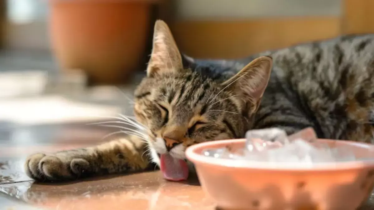 क्या आपके पालतू जानवर भी गर्मी से प्रभावित होते हैं? हीट स्ट्रोक के लक्षण जो हर पालतू मालिक को जानने चाहिए क्या आपके पालतू जानवर भी गर्मी से प्रभावित होते हैं? हीट स्ट्रोक के लक्षण जो हर पालतू मालिक को जानने चाहिए