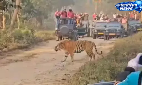 Kanha टाइगर रिजर्व में कैनाइन डिस्टेंपर वायरस से बाघों की मौत के बाद देशभर में सतर्कता बढ़ी