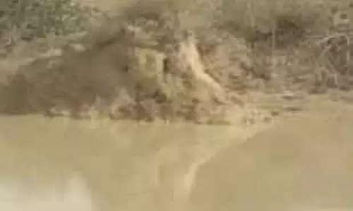 तालाब में हाथी शावक की मौत तालाब में हाथी शावक की मौत
