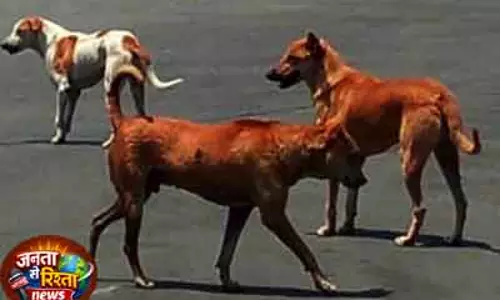 Odisha में आवारा कुत्तों का हमला, लड़का घायल