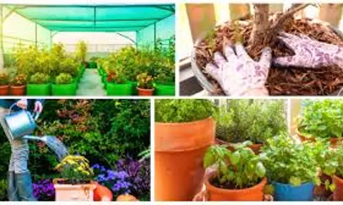 भीषण गर्मी में सूखते पौधों के लिए 6 घरेलू उपाय, गार्डनिंग एक्सपर्ट की सलाह