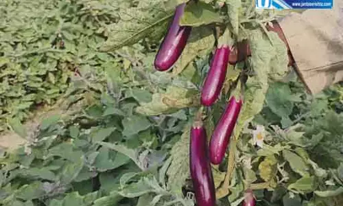 कृषि में नवाचार की मिसाल : ग्राफ्टेड बैगन की खेती से लाखों की आय अर्जित कर रहे कृषक नवीन कृषि में नवाचार की मिसाल : ग्राफ्टेड बैगन की खेती से लाखों की आय अर्जित कर रहे कृषक नवीन