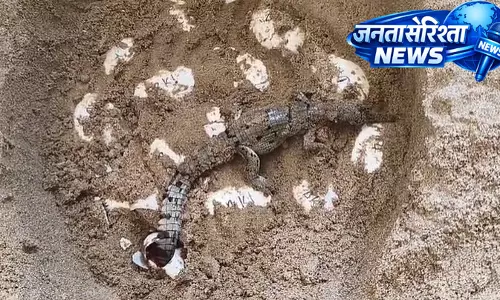 Chambal सैंक्चुअरी में बड़ी सफलता, देवरी घड़ियाल हैचरी में 70 बच्चे घड़ियाल का जन्म