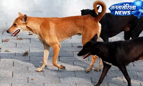 UP : आवारा कुत्तों के हमले में 11 वर्षीय बच्ची की मौत, इलाके में दहशत UP : आवारा कुत्तों के हमले में 11 वर्षीय बच्ची की मौत, इलाके में दहशत
