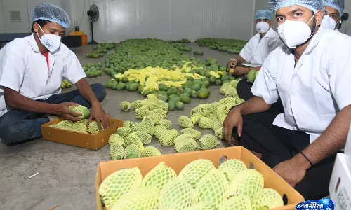 Mango Cargo: गुजरात का एक बेहद लोकप्रिय फल, जिसने लंदन हीथ्रो पर कब्ज़ा जमा लिया Mango Cargo: गुजरात का एक बेहद लोकप्रिय फल, जिसने लंदन हीथ्रो पर कब्ज़ा जमा लिया