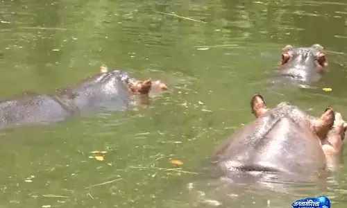 लू के प्रकोप के बीच, रांची चिड़ियाघर ने जानवरों की देखभाल के लिए कूलर, नहाने के टब और फलों की व्यवस्था की लू के प्रकोप के बीच, रांची चिड़ियाघर ने जानवरों की देखभाल के लिए कूलर, नहाने के टब और फलों की व्यवस्था की