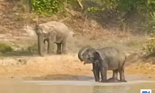 तालाब के दलदल ने ली मासूम हाथी शावक की जान
