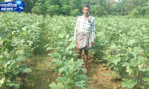ग्राफ्टेड बैगन की खेती से लाखों की आय अर्जित कर रहे कृषक नवीन