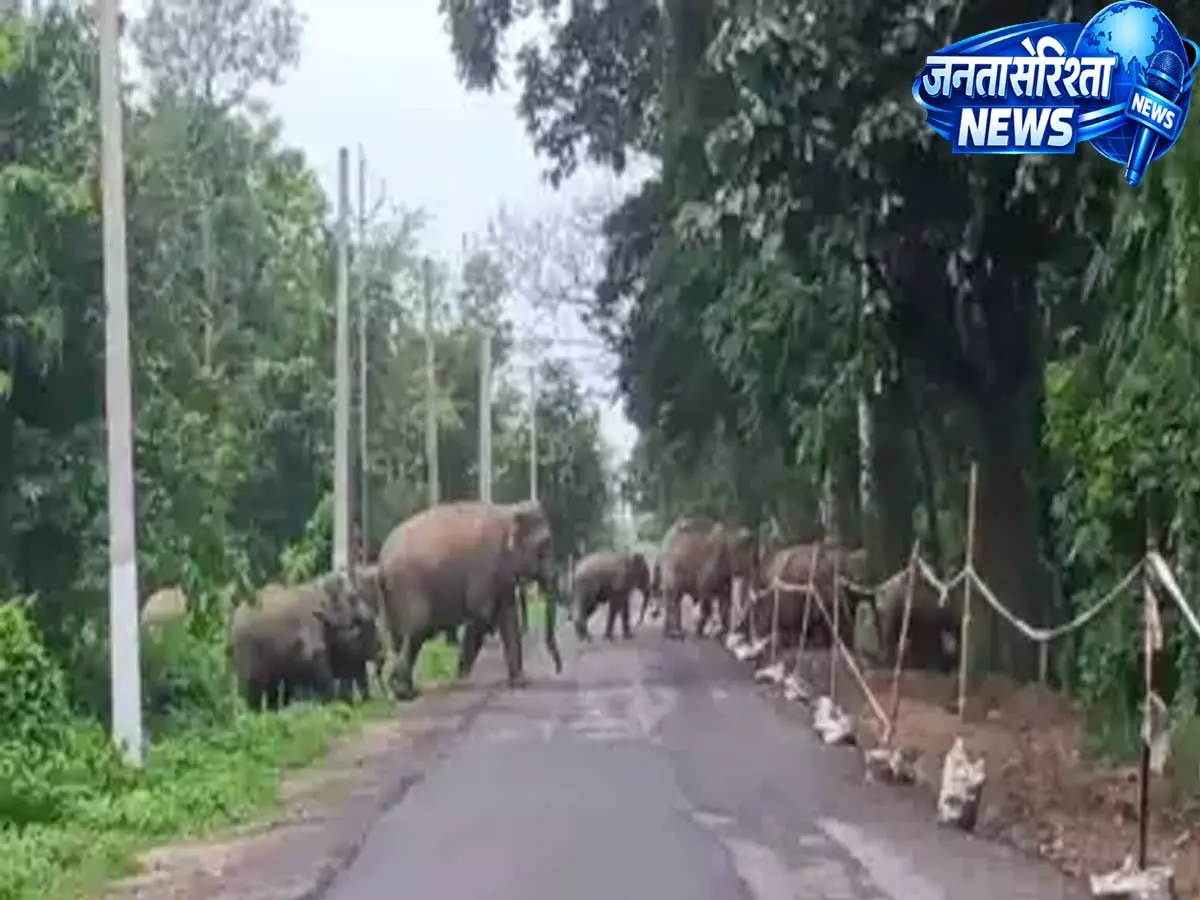 Assam में घटते जंगलों से बढ़ा मानव-हाथी संघर्ष Assam में घटते जंगलों से बढ़ा मानव-हाथी संघर्ष