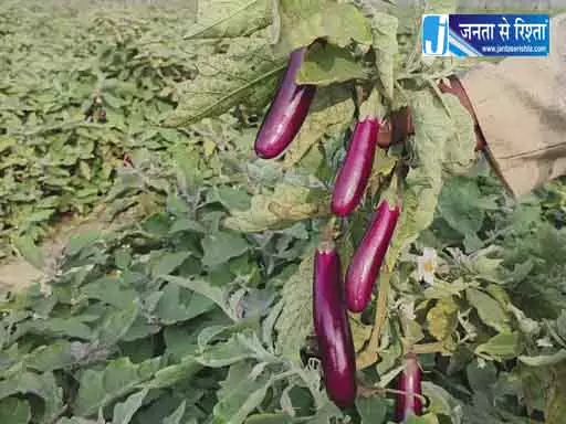कृषि में नवाचार की मिसाल : ग्राफ्टेड बैगन की खेती से लाखों की आय अर्जित कर रहे कृषक नवीन कृषि में नवाचार की मिसाल : ग्राफ्टेड बैगन की खेती से लाखों की आय अर्जित कर रहे कृषक नवीन