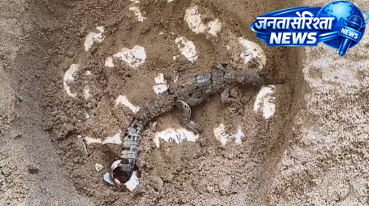 Chambal सैंक्चुअरी में बड़ी सफलता, देवरी घड़ियाल हैचरी में 70 बच्चे घड़ियाल का जन्म Chambal सैंक्चुअरी में बड़ी सफलता, देवरी घड़ियाल हैचरी में 70 बच्चे घड़ियाल का जन्म