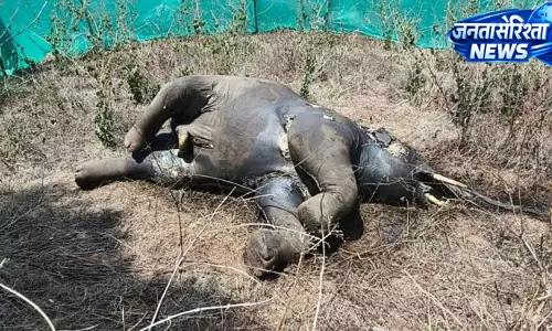 Kalahandi के जंगल में हाथी का शव मिला, आपसी संघर्ष में मौत की आशंका Kalahandi के जंगल में हाथी का शव मिला, आपसी संघर्ष में मौत की आशंका