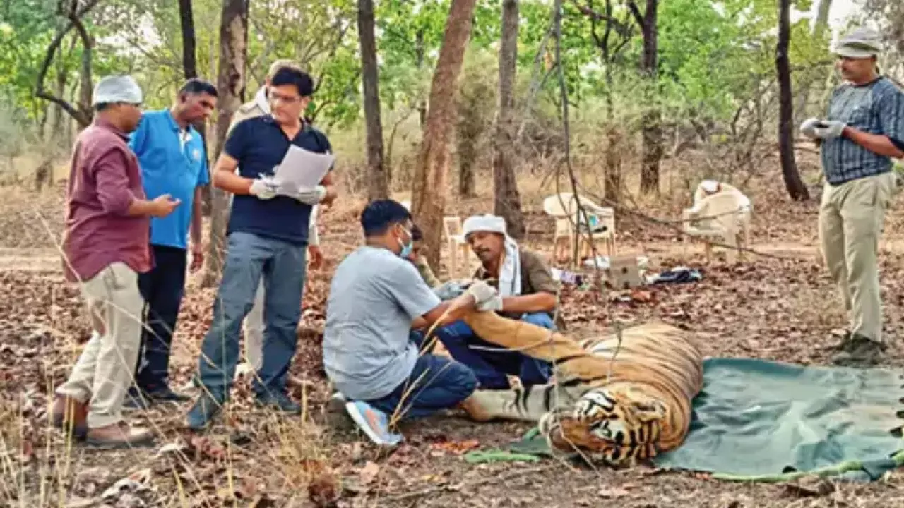 Mumbai: चार महिलाओं की जान लेने वाली बाघिन को किया गया काबू