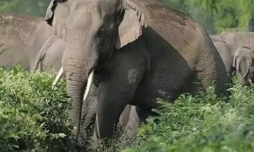दंतैल हाथी के हमले में ग्रामीण की मौत, वन विभाग ने जारी किया हाईअलर्ट