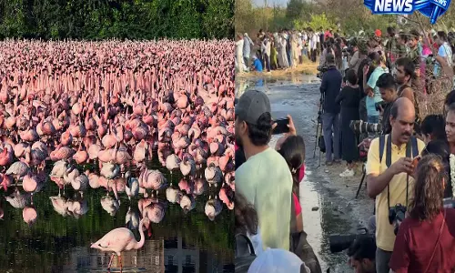 गुलाबी फ्लेमिंगो देखने पहुंचे हजारों लोग, नवी मुंबई में अनोखा नजारा