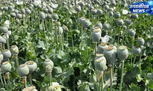 अवैध अफीम की खेती का भंडाफोड़, सेब के बगीचे में मिले 2185 पौधे