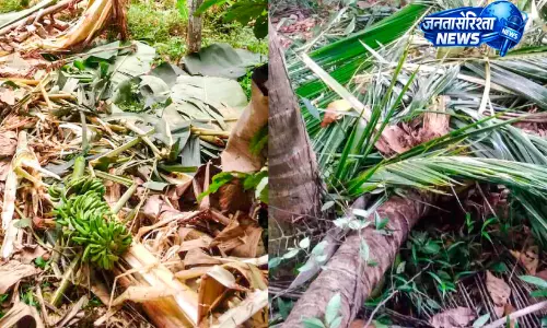 Kerala : करिम्बा ग्राम पंचायत में जंगल की आग से तबाही