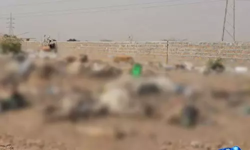 Jaisalmer में कूड़ा फेंकने की जगह पर 300 से ज़्यादा गायों के शव मिले, जांच के आदेश