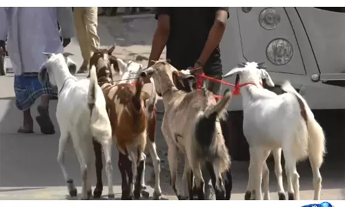 Eid al-Adha से पहले, भीषण गर्मी के कारण बकरियाँ बीमार पड़ रही Eid al-Adha से पहले, भीषण गर्मी के कारण बकरियाँ बीमार पड़ रही
