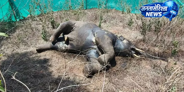 Kalahandi के जंगल में हाथी का शव मिला, आपसी संघर्ष में मौत की आशंका Kalahandi के जंगल में हाथी का शव मिला, आपसी संघर्ष में मौत की आशंका