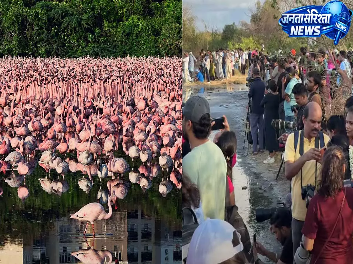 गुलाबी फ्लेमिंगो देखने पहुंचे हजारों लोग, नवी मुंबई में अनोखा नजारा गुलाबी फ्लेमिंगो देखने पहुंचे हजारों लोग, नवी मुंबई में अनोखा नजारा