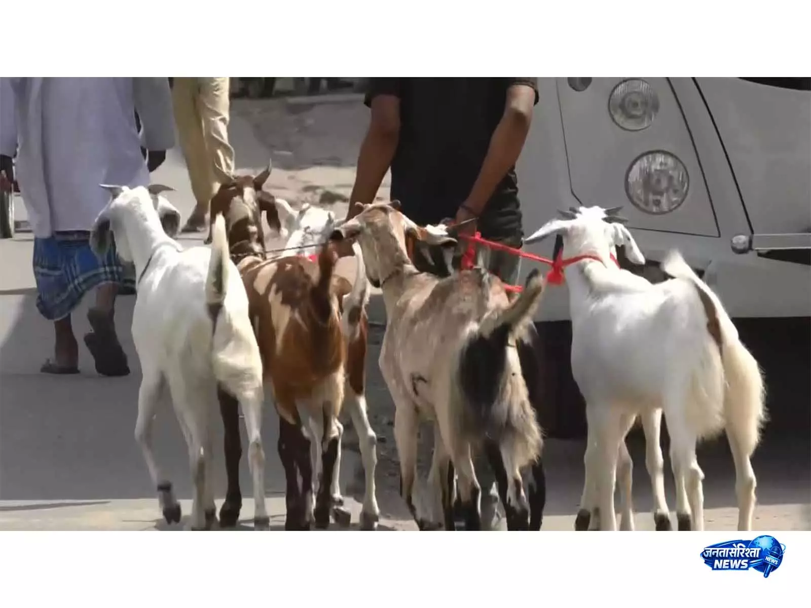 Eid al-Adha से पहले, भीषण गर्मी के कारण बकरियाँ बीमार पड़ रही Eid al-Adha से पहले, भीषण गर्मी के कारण बकरियाँ बीमार पड़ रही