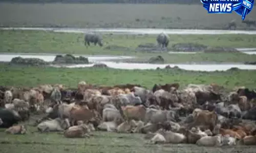 Assam: संक्रमित चरने वाले मवेशियों से पोबितोरा के गैंडों पर नया खतरा मंडराया Assam: संक्रमित चरने वाले मवेशियों से पोबितोरा के गैंडों पर नया खतरा मंडराया