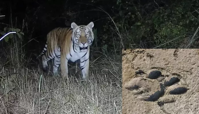 Arunachal: नदी किनारे के जंगलों में घूम रहा बाघ; लोगों को अलर्ट किया गया