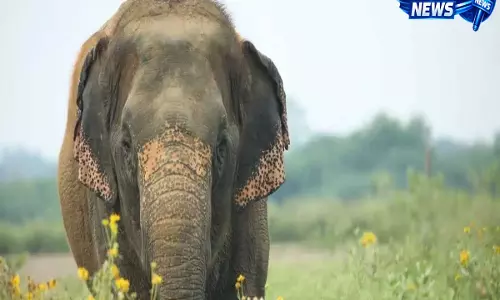 Kerala : वायनाड में जंगली हाथी के हमले में महिला की मौत, इलाके में दहशत का माहौल