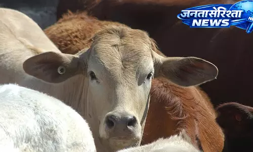 गोहत्या बैन याचिका पर SC ने तत्काल सुनवाई से किया इनकार