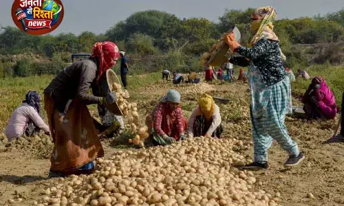 Himachal: अच्छी क्वालिटी के आलू बीज उत्पादन को नई मंज़ूरी मिली