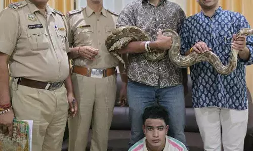 Kangra जिले में इंडियन रॉक पाइथन को बचाया गया; आदमी पर केस दर्ज किया