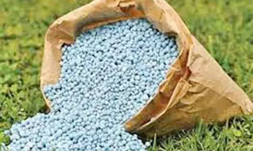 धान फसल में संतुलित उर्वरकों के उपयोग हेतु बनाए गए 5 समूह