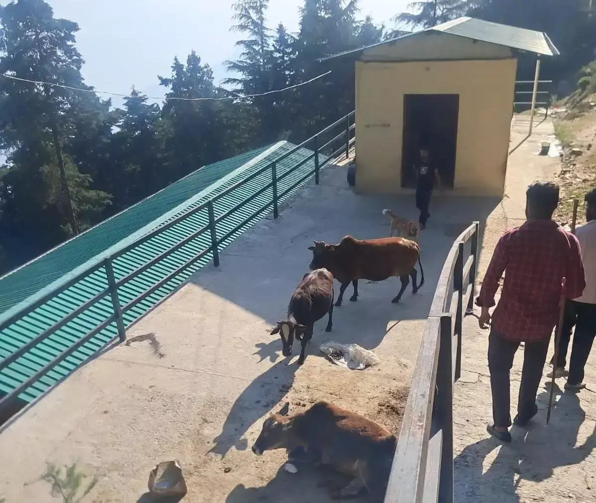 Pauri Garhwal: प्रशासन का आदेश, बाजार में गोवंश छोड़ना दंडनीय