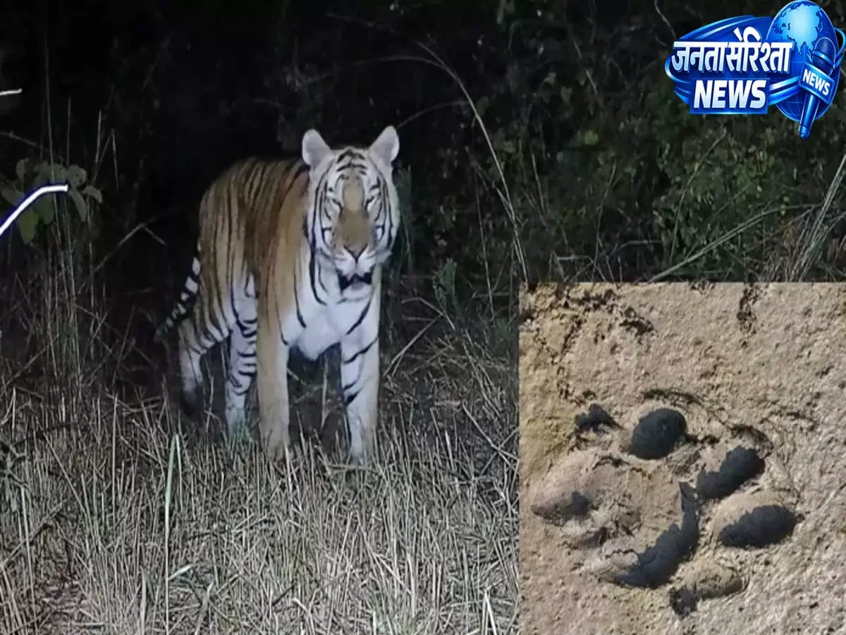 Ruxin: नदी किनारे के जंगलों में घूम रहा बाघ, लोगों को सतर्क रहने की सलाह Ruxin: नदी किनारे के जंगलों में घूम रहा बाघ, लोगों को सतर्क रहने की सलाह