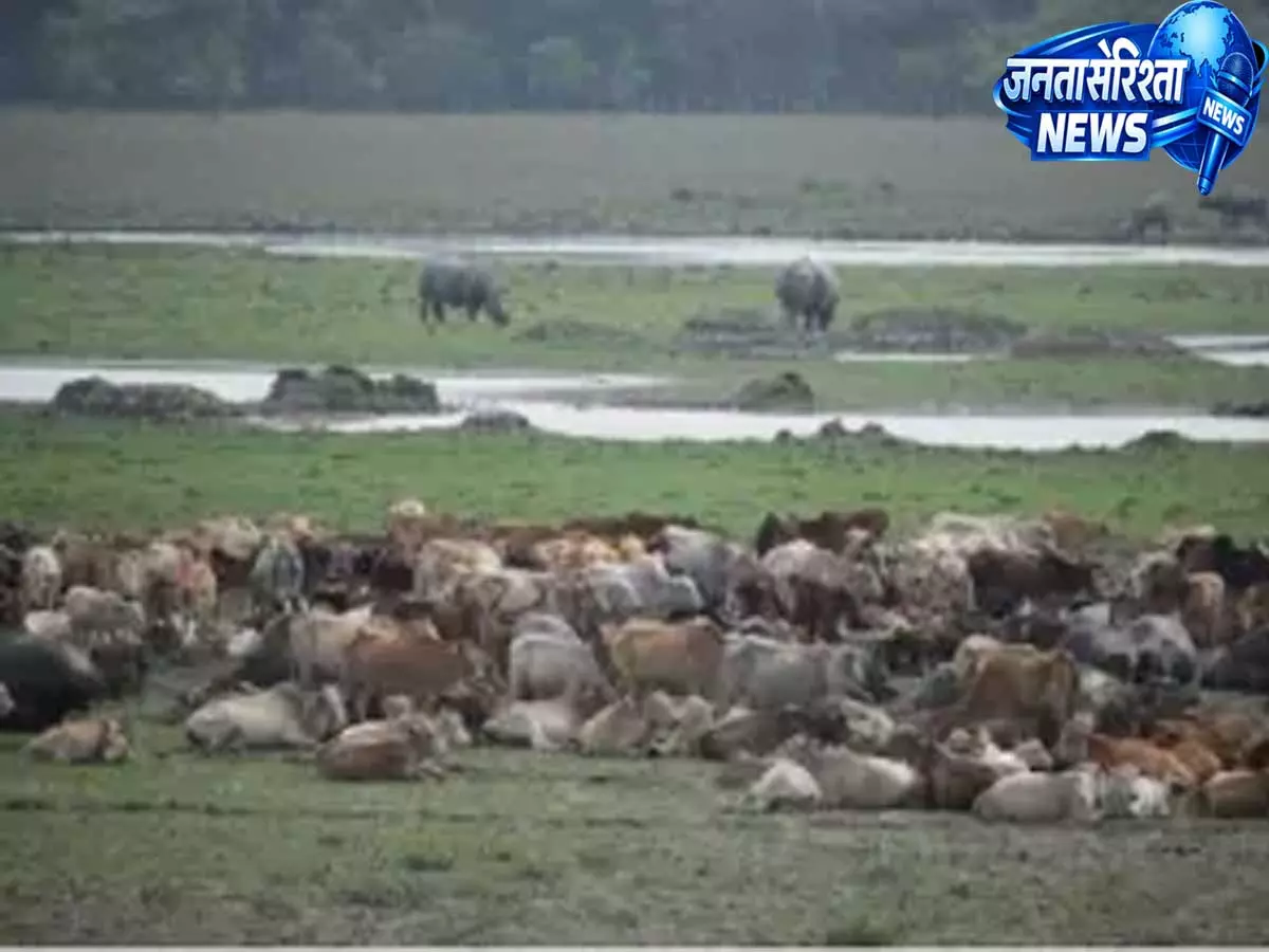 Assam: संक्रमित चरने वाले मवेशियों से पोबितोरा के गैंडों पर नया खतरा मंडराया Assam: संक्रमित चरने वाले मवेशियों से पोबितोरा के गैंडों पर नया खतरा मंडराया