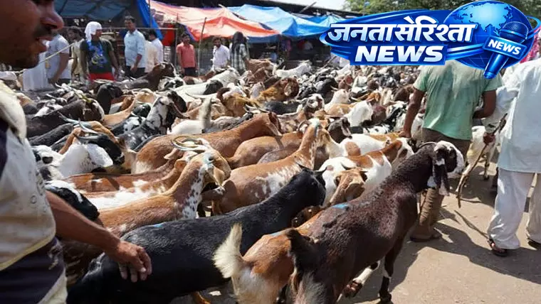 Mira रोड में बकरीद से पहले बकरियों को लेकर विवाद, सोसाइटी में तनाव बढ़ा Mira रोड में बकरीद से पहले बकरियों को लेकर विवाद, सोसाइटी में तनाव बढ़ा