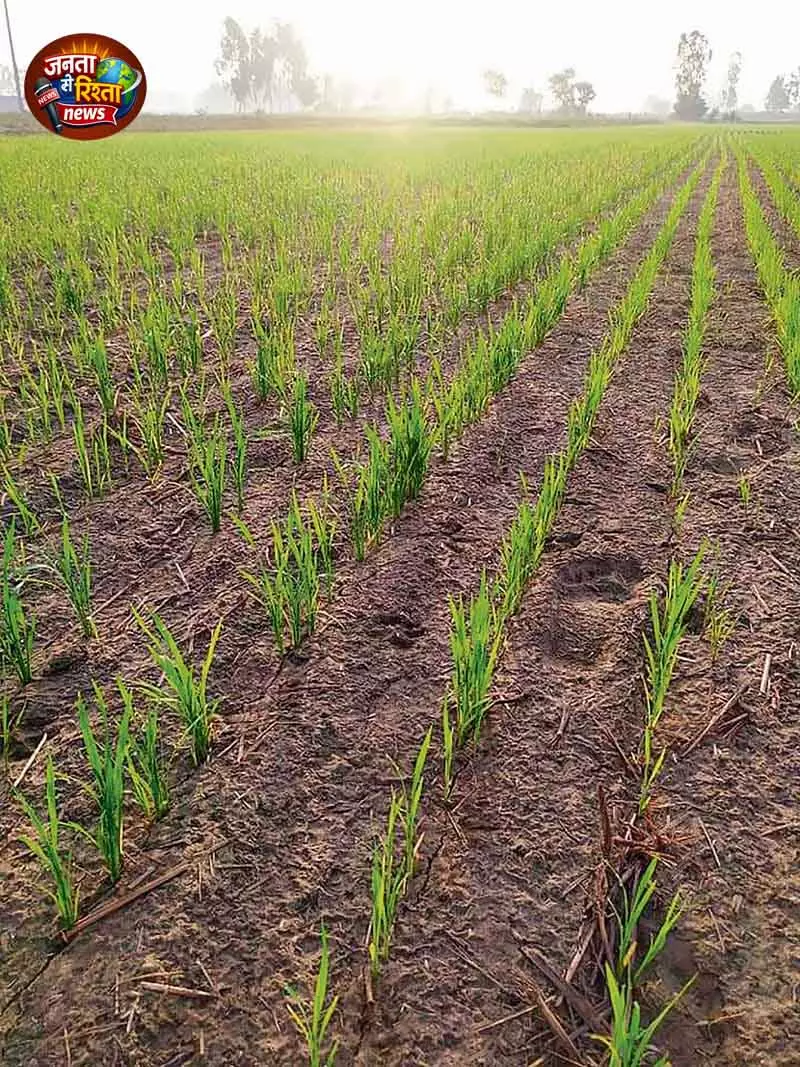 Punjab में 5 लाख एकड़ में धान की सीधी बुआई का लक्ष्य Punjab में 5 लाख एकड़ में धान की सीधी बुआई का लक्ष्य